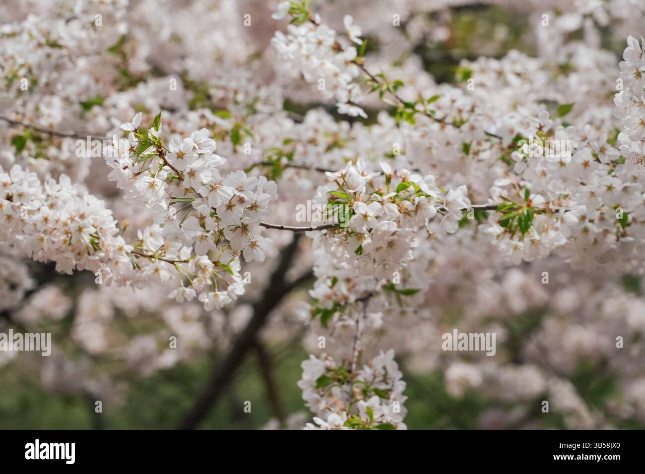 Zarte weiße Kirschblüten in voller Blüte. Perfekt für Frühlingsthemen, Natur und saisonale Designs. Stockfoto