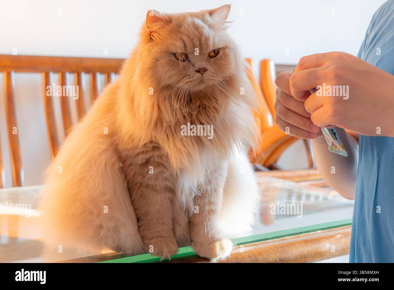 Eine niedliche Katze isst Katzenminze-Leckereien in einem hellen Innenbereich, mit Sonnenlicht auf ihrem schlanken Fell Stockfoto Eine niedliche Katze isst Katzenminze-Leckereien in einem hellen Innenbereich, mit Sonnenlicht auf ihrem schlanken Fell Stockfoto