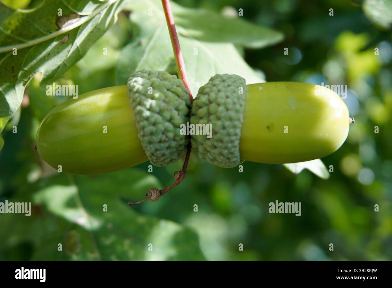 Nahaufnahme von zwei grünen Eicheln (Quercus robur), die auf einem Eichenzweig wachsen. Denbies Wine Estate, Dorking, England Stockfoto
