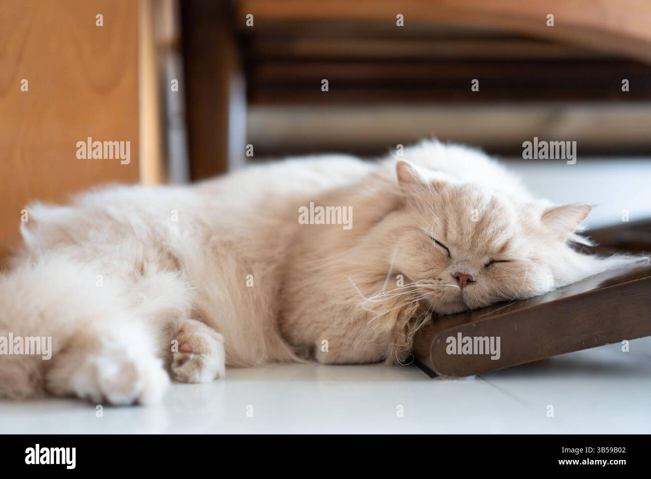 Eine gelbe, süße, fette britische Langhaarkatze liegt und schläft auf einem hölzernen Katzenkletterrahmen Stockfoto