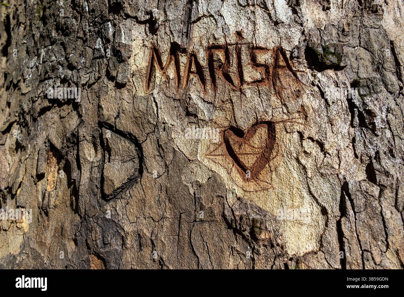 Der Name „Marisa“ und ein Herz, das auf einem Baum in einer bergigen Gegend von Monchique, Portugal, gehauen wurde. Stockfoto