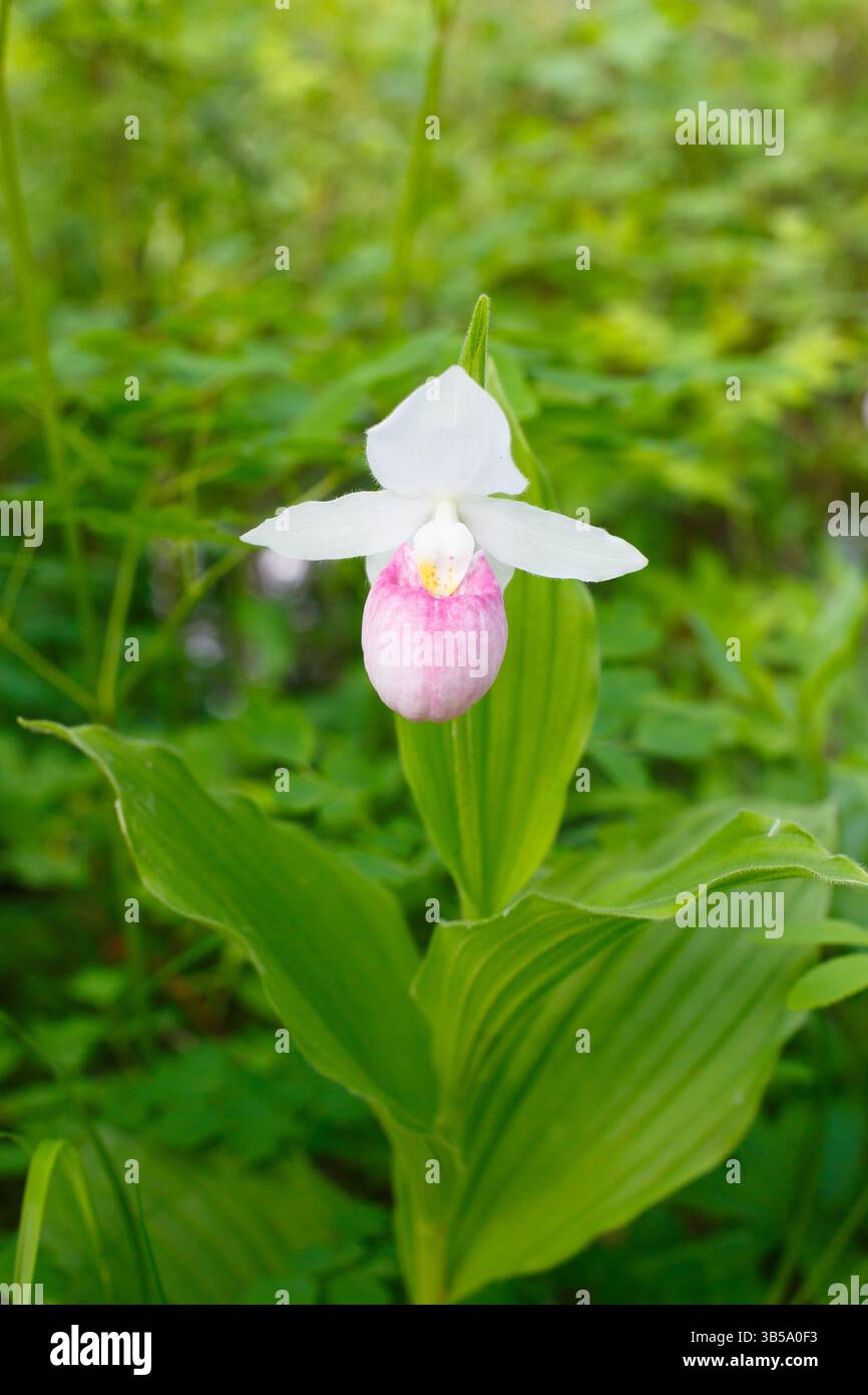 Auffällige Lady's Slipper (Cypripedium reginae) in einem Wald-/Moorgebiet im Norden von Minnesota. Stockfoto