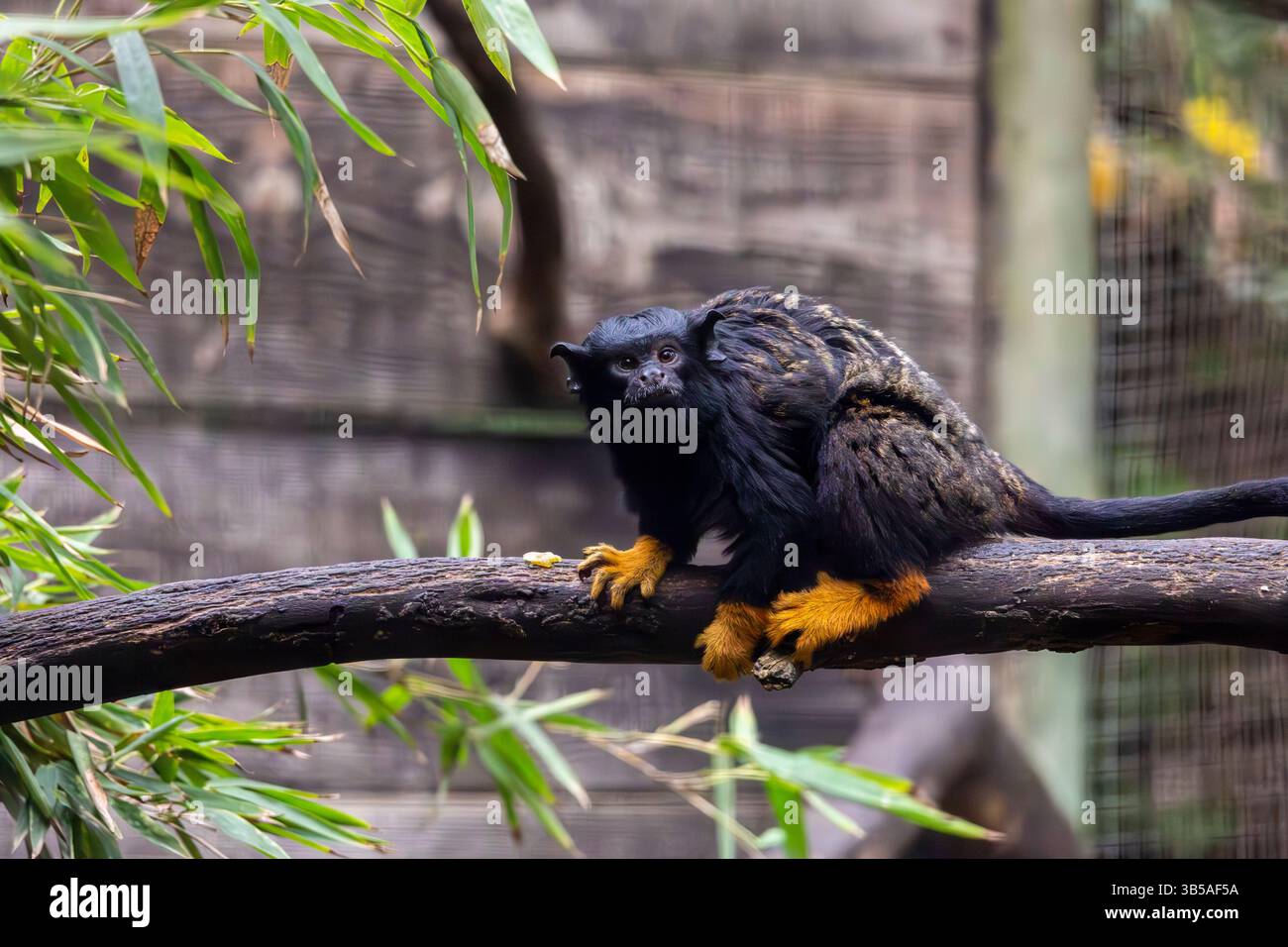 Nahaufnahme des Tamarin-Affen mit goldener Hand (Saguinus midas). Stockfoto