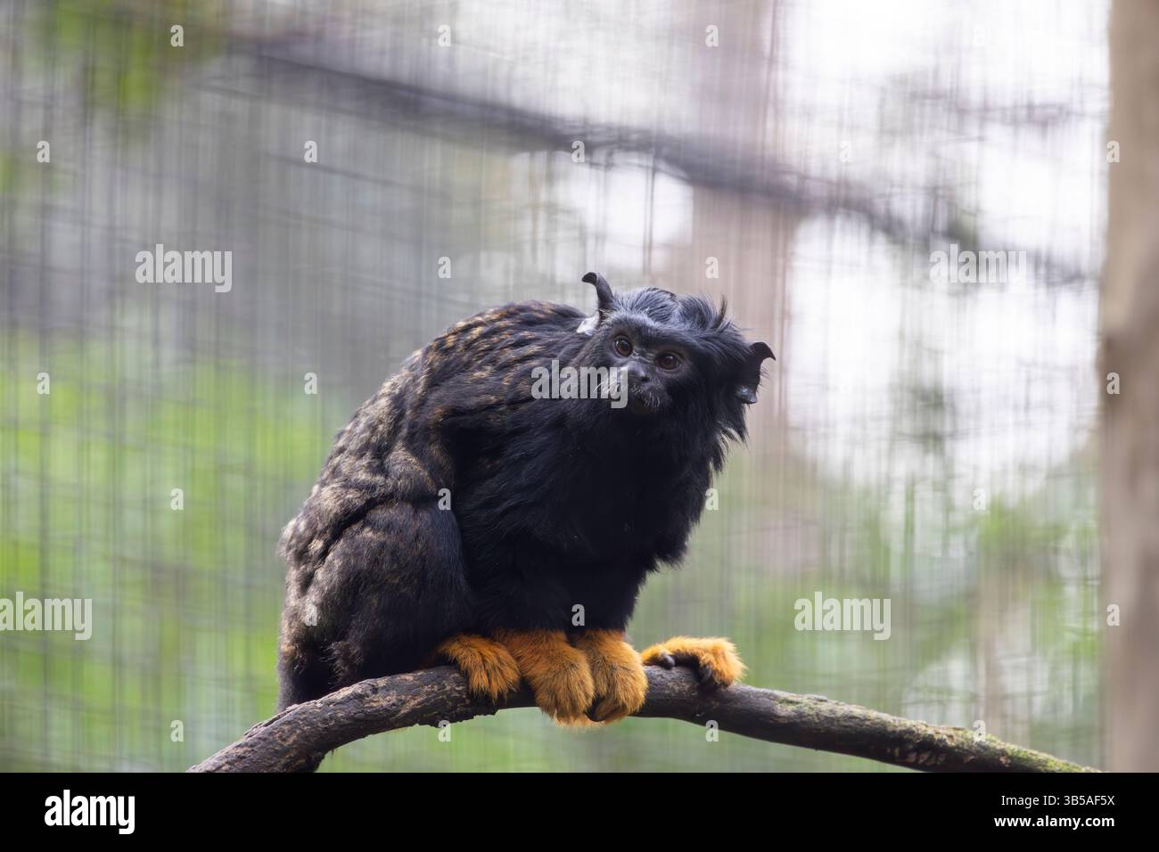 Nahaufnahme des Tamarin-Affen mit goldener Hand (Saguinus midas). Stockfoto