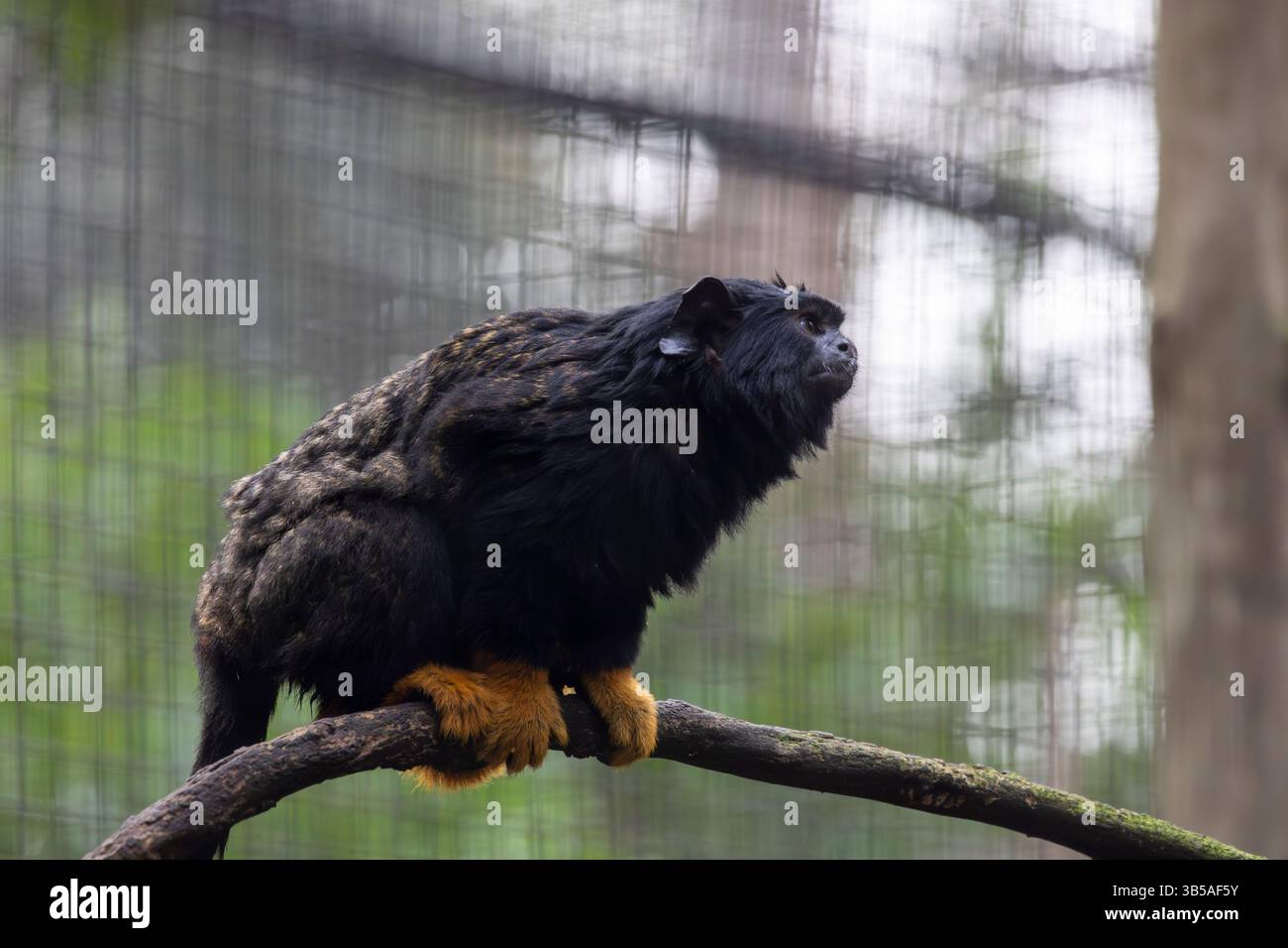 Nahaufnahme des Tamarin-Affen mit goldener Hand (Saguinus midas). Stockfoto