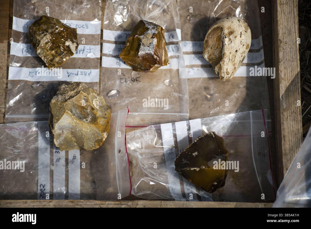 30. August 2022, Kibbutz Revadim, Israel: Archäologen, Paläontologen und Konservatoren der Israel Antiquities Authority, Tel Aviv und Ben Gurion University haben in der Nähe des Kibbuz Revadim einen fossilen, gut erhaltenen, 2,5 Meter alten Stoßzähn eines geraden, gezähnten Elefanten (Palaeoloxodon antiquus) entdeckt, der ein neues Licht auf das Leben der prähistorischen Menschheit wirft. Die Entdeckung soll wichtige Fragen zum Leben prähistorischer Elefantenjäger und ihrem sozialen Verhalten in einer faszinierenden Periode der Menschheitsgeschichte beantworten, die die widerspiegelt Stockfoto