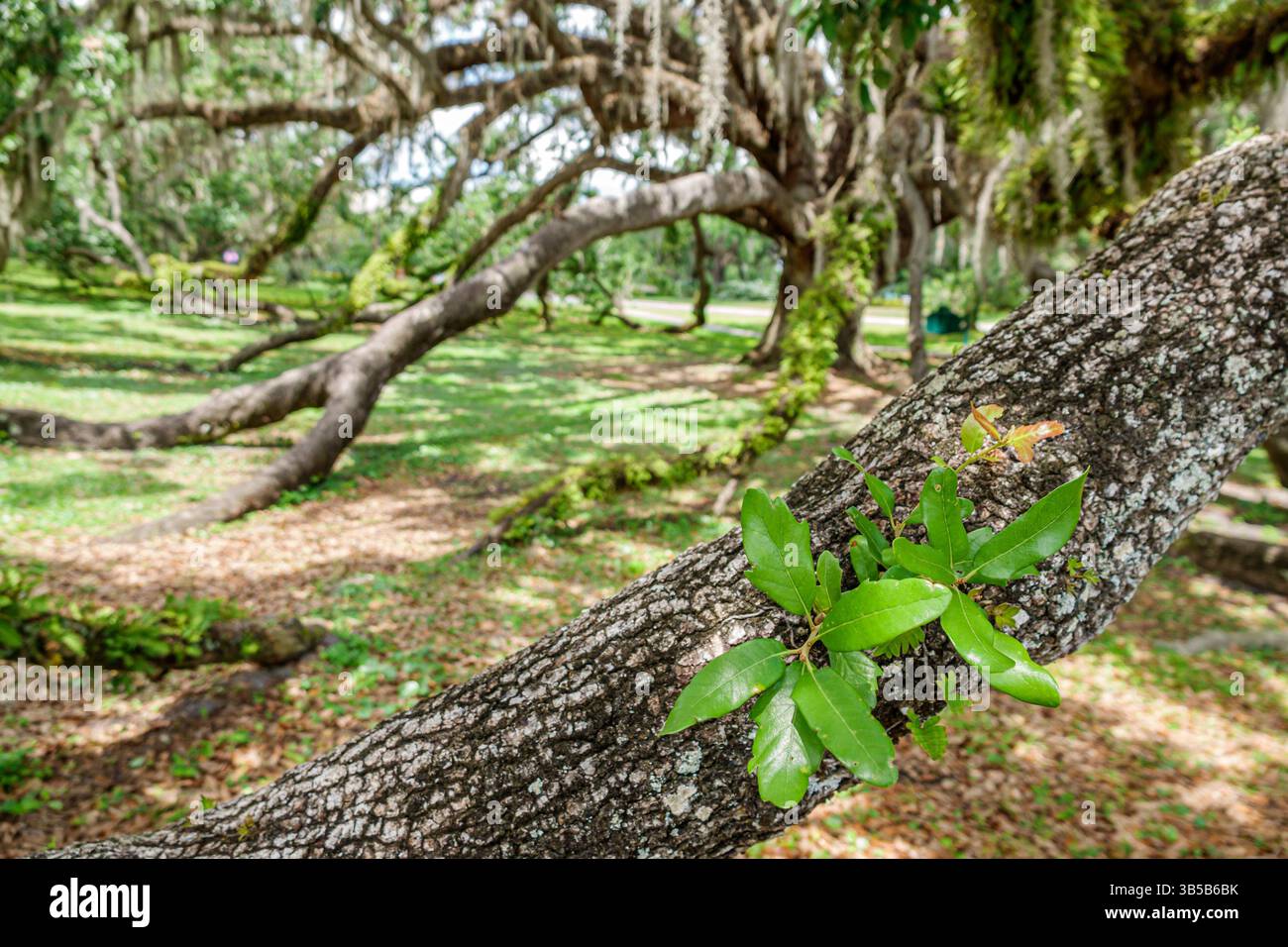 Orlando Florida, Mennello Museum of American Art, Gelände riesige lebende Eichenzweige, weitläufige Gliedmaßen bedeckt mit Moos und Flechten, Nahaufnahme von neuem Grün Stockfoto