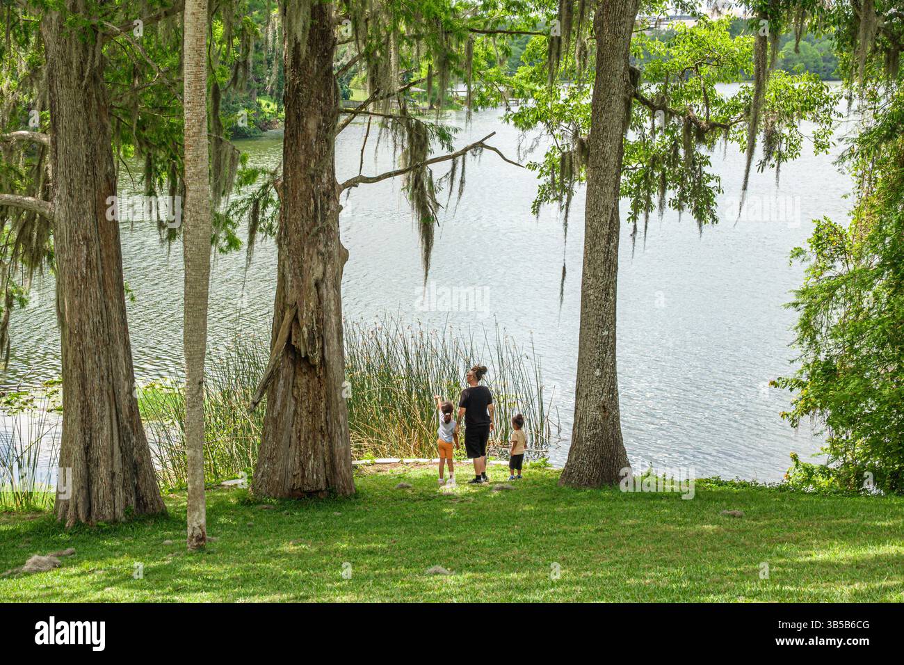Orlando Florida, Harry P Leu Gardens, botanischer Garten, Lake Rowena, Süßwassersee, von Bäumen gesäumte Uferlinie, Zypressen, Taxodium distichum, kahle Zypresse tr Stockfoto