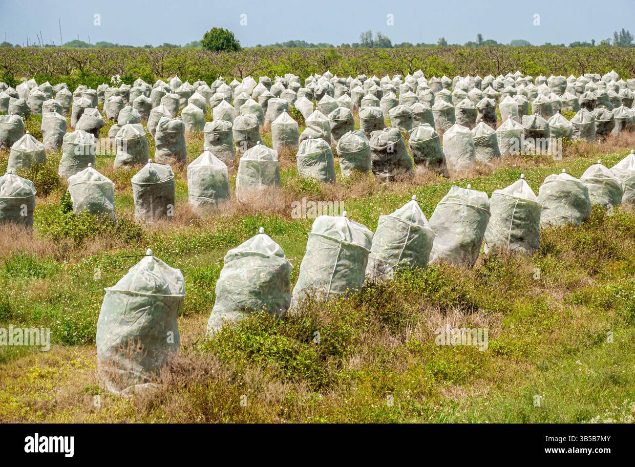 Indian River County Florida, entlang der Route 60, landwirtschaftliche Schutzmethoden, junge Orangen-Zitrusbäume, Obstgärten, Obstplantagen, Netzdecken Stockfoto