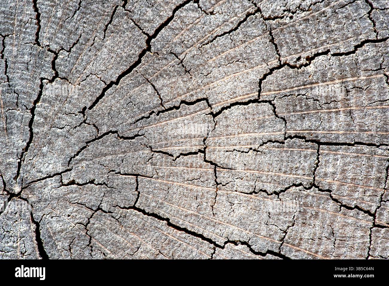 Nahaufnahme von gerissenen Baumringen in einem verwitterten Holzquerschnitt mit natürlichen Mustern, Alterslinien und radialen Texturen in feinen Details. Stockfoto