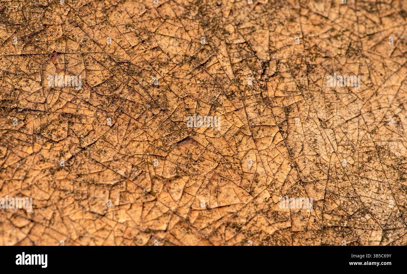 Nahaufnahme einer braunen Oberfläche mit komplizierten Mustern und verwitterter Textur, die an natürliche Alterung und abstrakte Details erinnert. Stockfoto