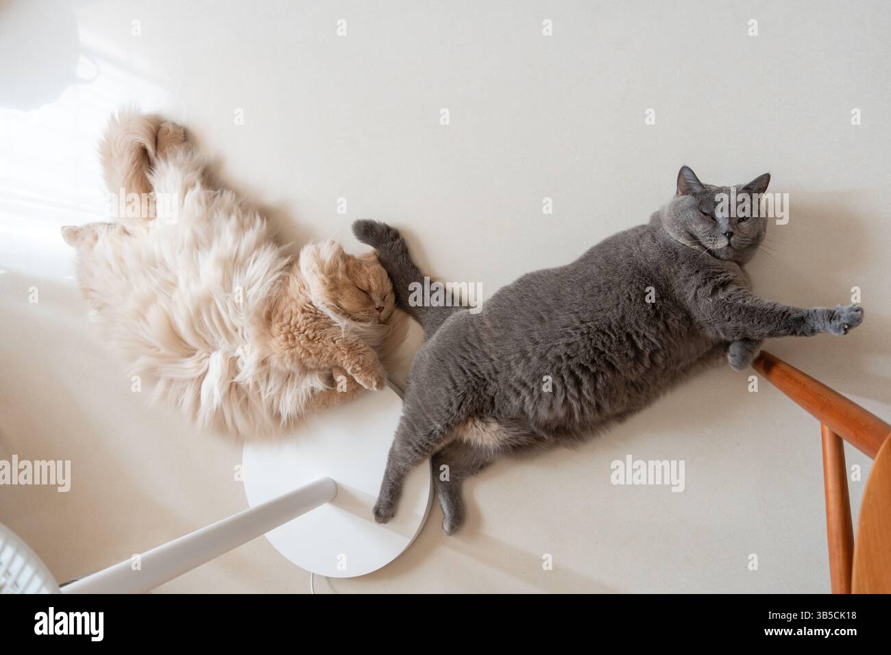 Zwei Katzen liegen auf einem Boden in der Nähe eines Stuhls Stockfoto