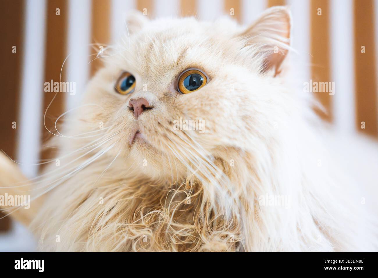 Flauschige weiße Katze mit auffälligen blauen Augen, die nach oben schauen Stockfoto