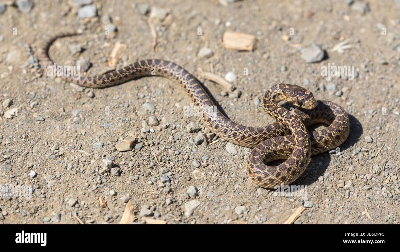 Pacific Gopher Snake juvenile in defensiver Haltung. Los Altos Hills, Santa Clara County, Kalifornien, USA. Stockfoto