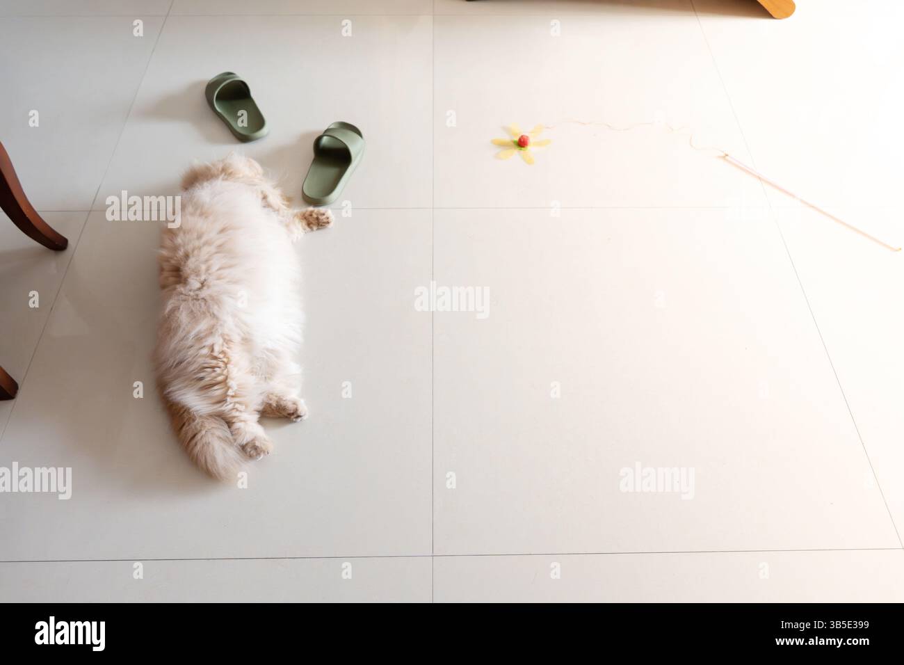 Gelbe britische langhaarige Katze, die auf einem Tisch schläft und die Sonne genießt Stockfoto
