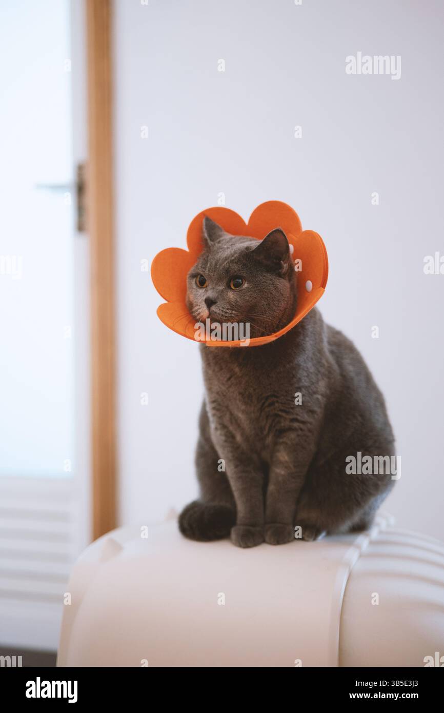Graue Katze mit orangefarbenem, blumenförmigen Kragen Stockfoto