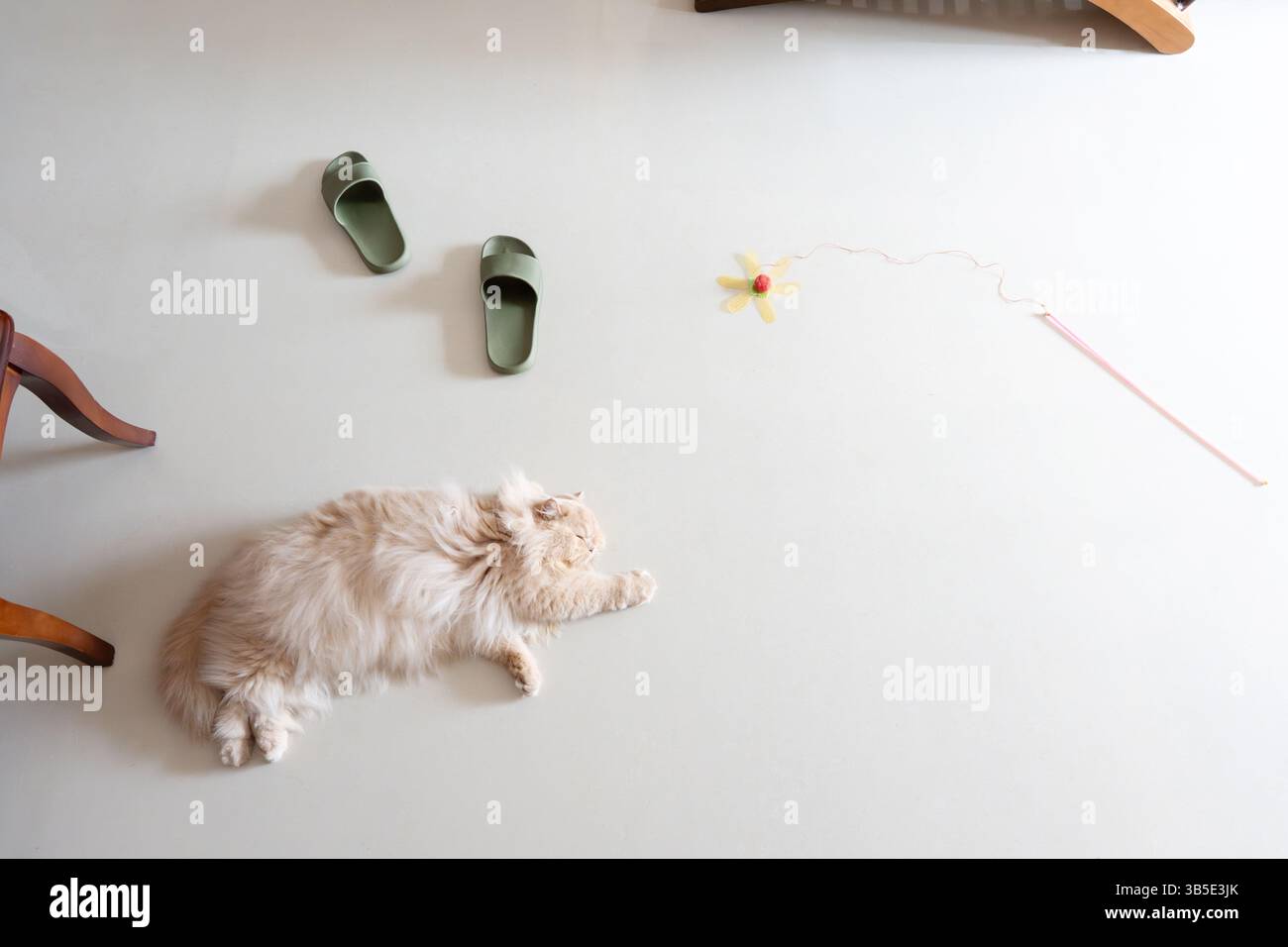 Gelbe britische langhaarige Katze, die auf einem Tisch schläft und die Sonne genießt Stockfoto