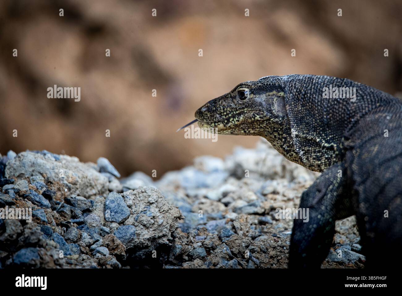Monitor Lizard in Borneo Stockfoto