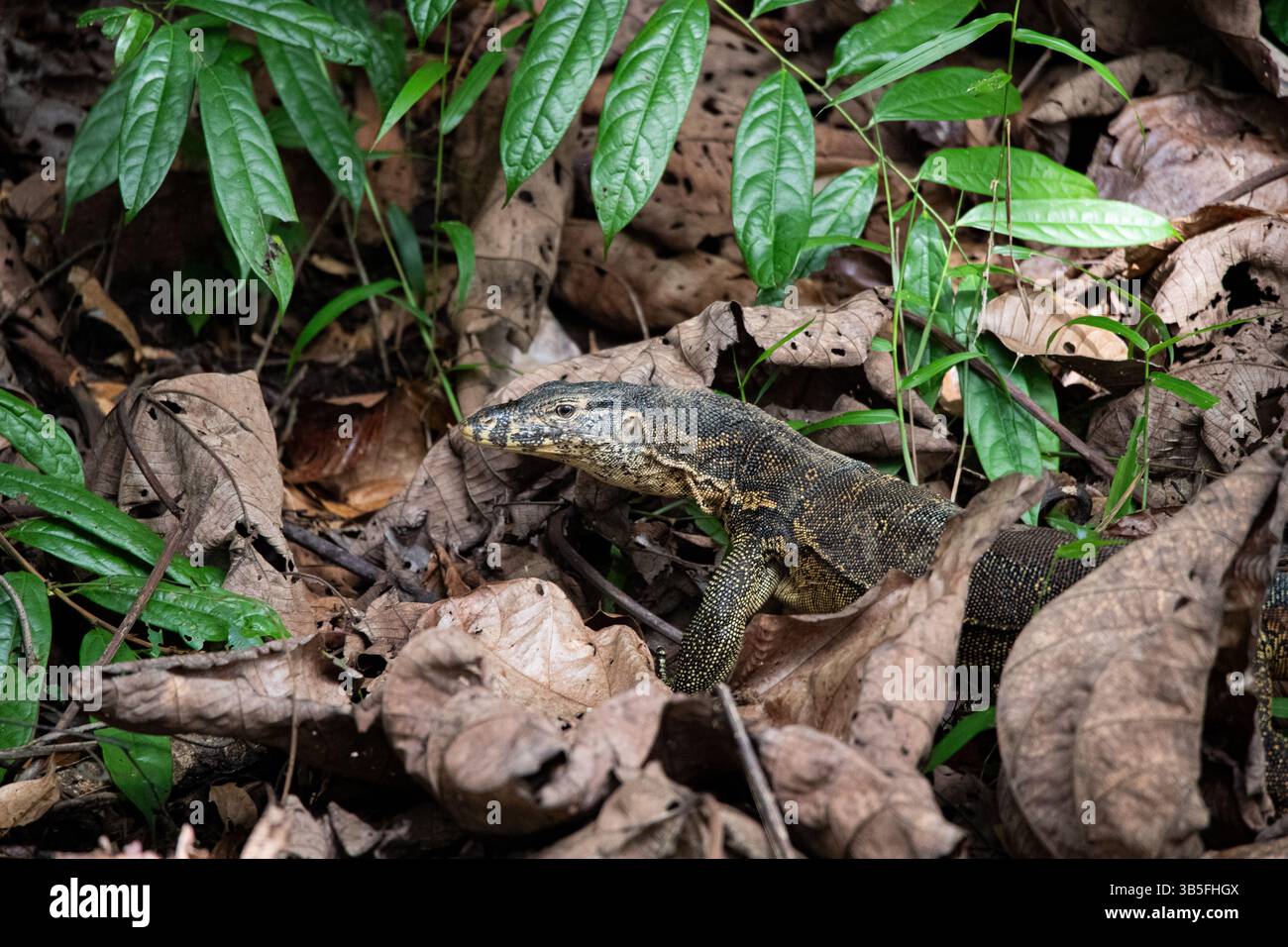 Monitor Lizard in Borneo Stockfoto