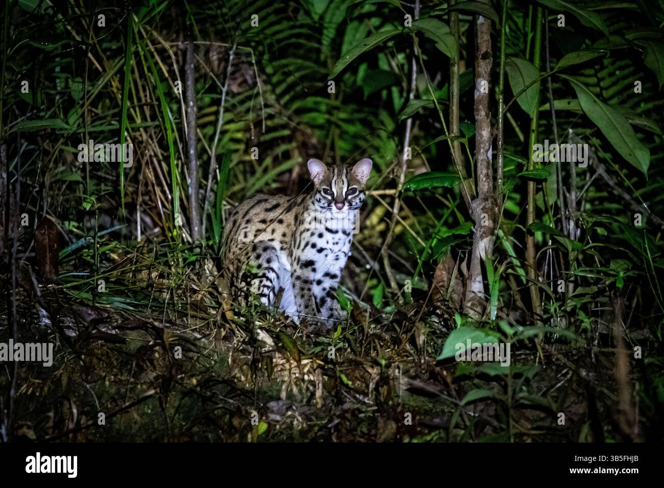 Leopardenkatze wurde während der Nachtsafari im Dschungel von borneo gesichtet Stockfoto