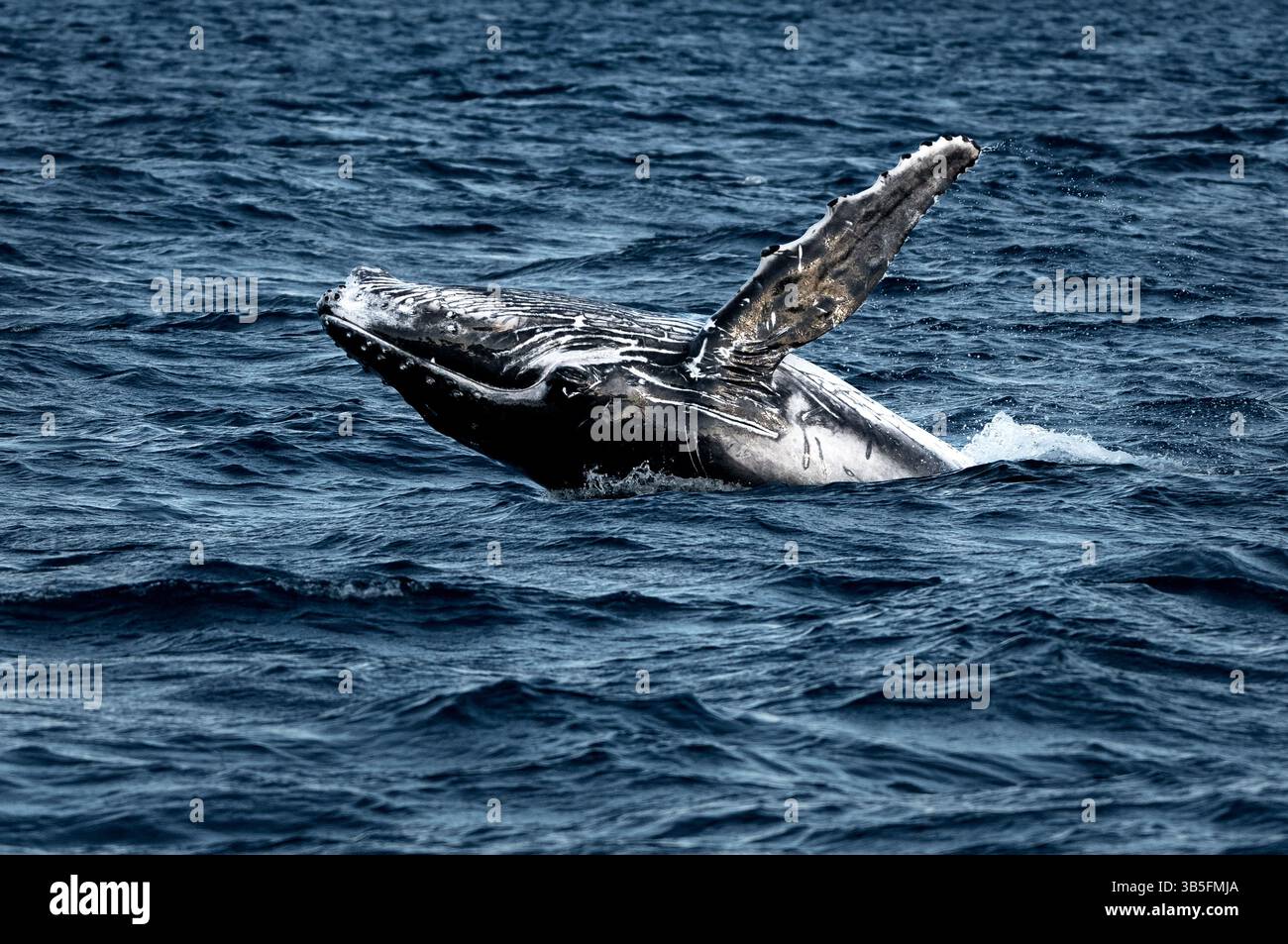 Buckelwale brechen im blauen Ozean. Stockfoto