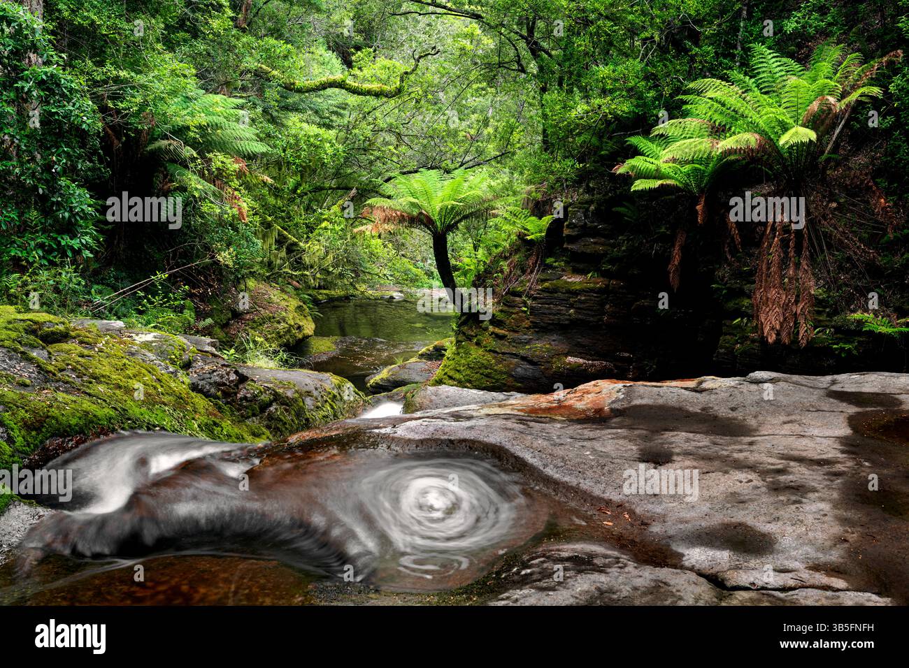 Üppiges Grün des gemäßigten Regenwaldes in Tasmaniens Liffey Forest. Stockfoto