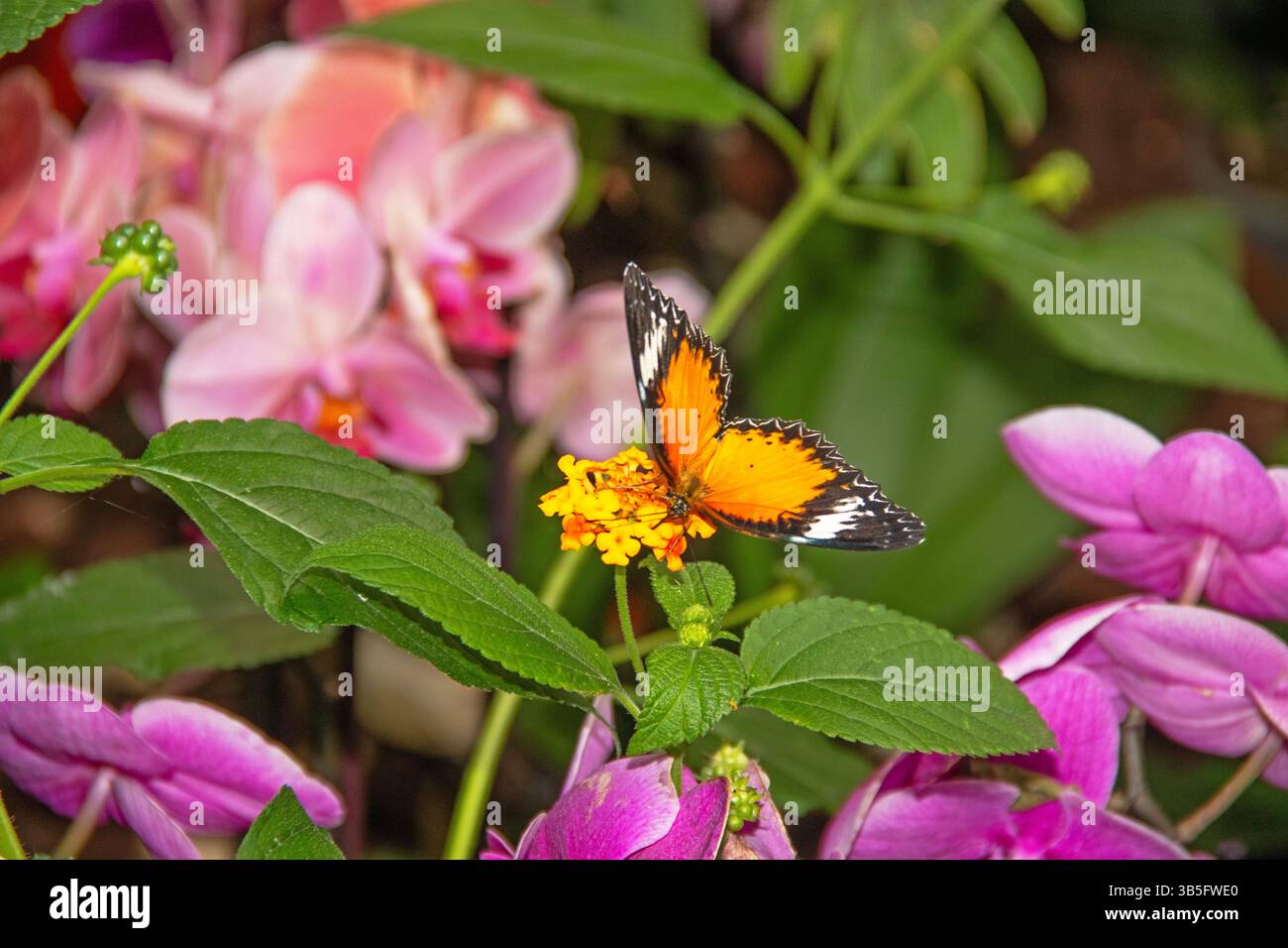 Nahaufnahme des Schmetterlings der Cethosia biblis auf einer tropischen Blume Stockfoto
