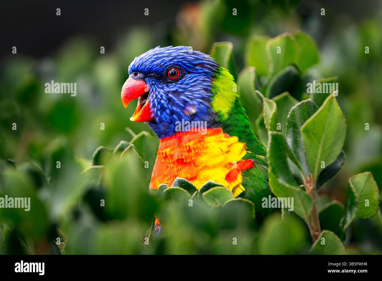 Farbenfrohe Regenbogenlorikeet, die in einem Busch füttern. Stockfoto
