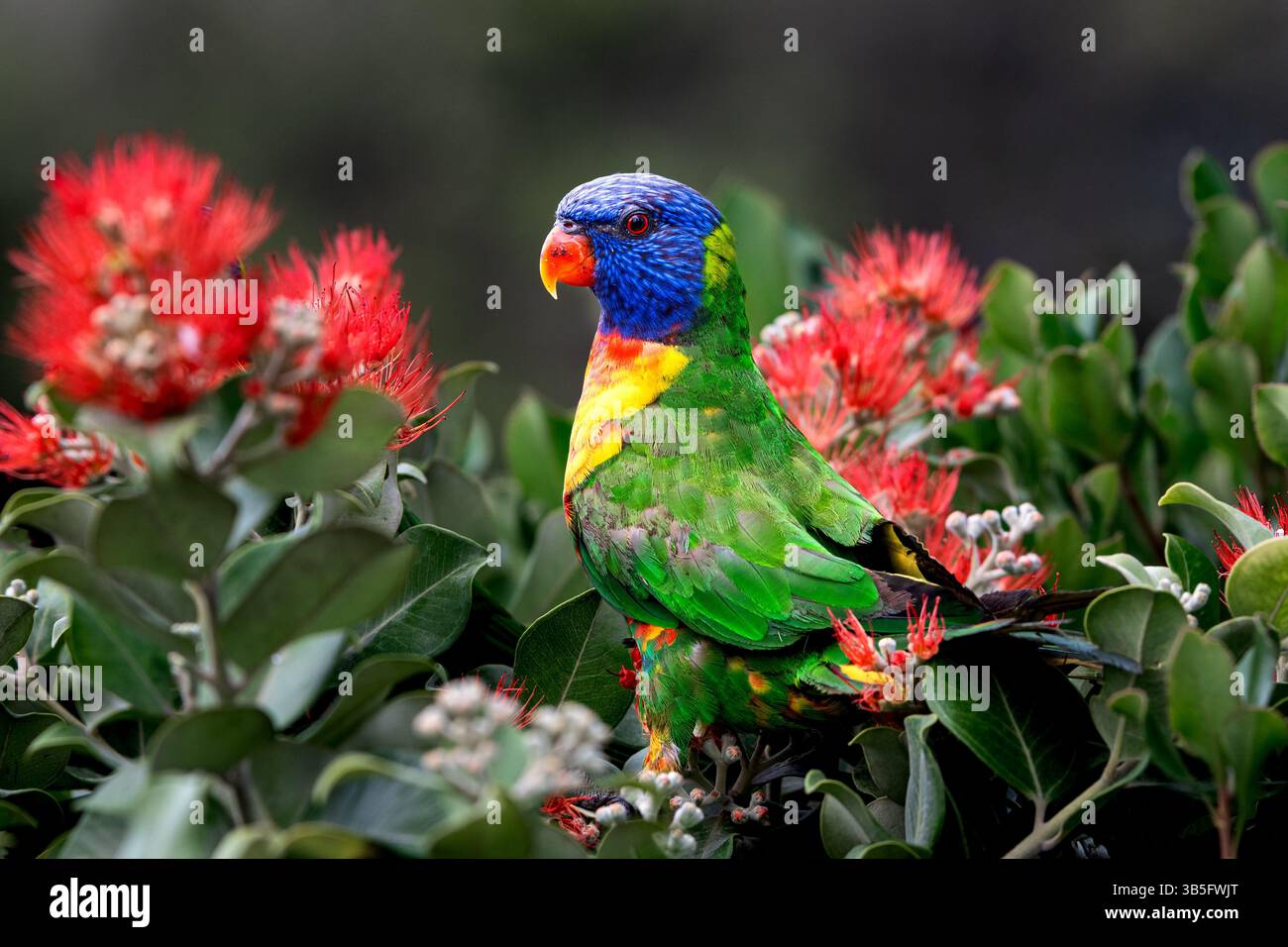 Farbenfrohe Regenbogenlorikeet, die in einem Busch füttern. Stockfoto