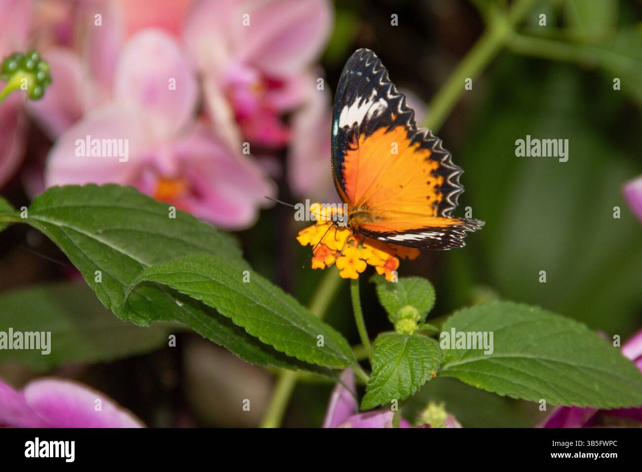 Nahaufnahme des Schmetterlings der Cethosia biblis auf einer tropischen Blume Stockfoto