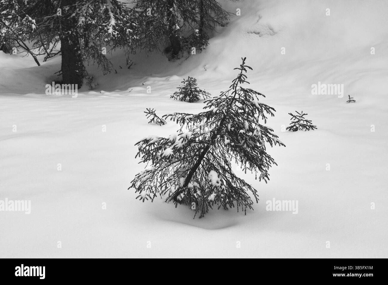 Waldfotografie vom Tjuvåsen-Hügel, Teil des Totenåsen-Hügels, Norwegen, März 2025. Stockfoto