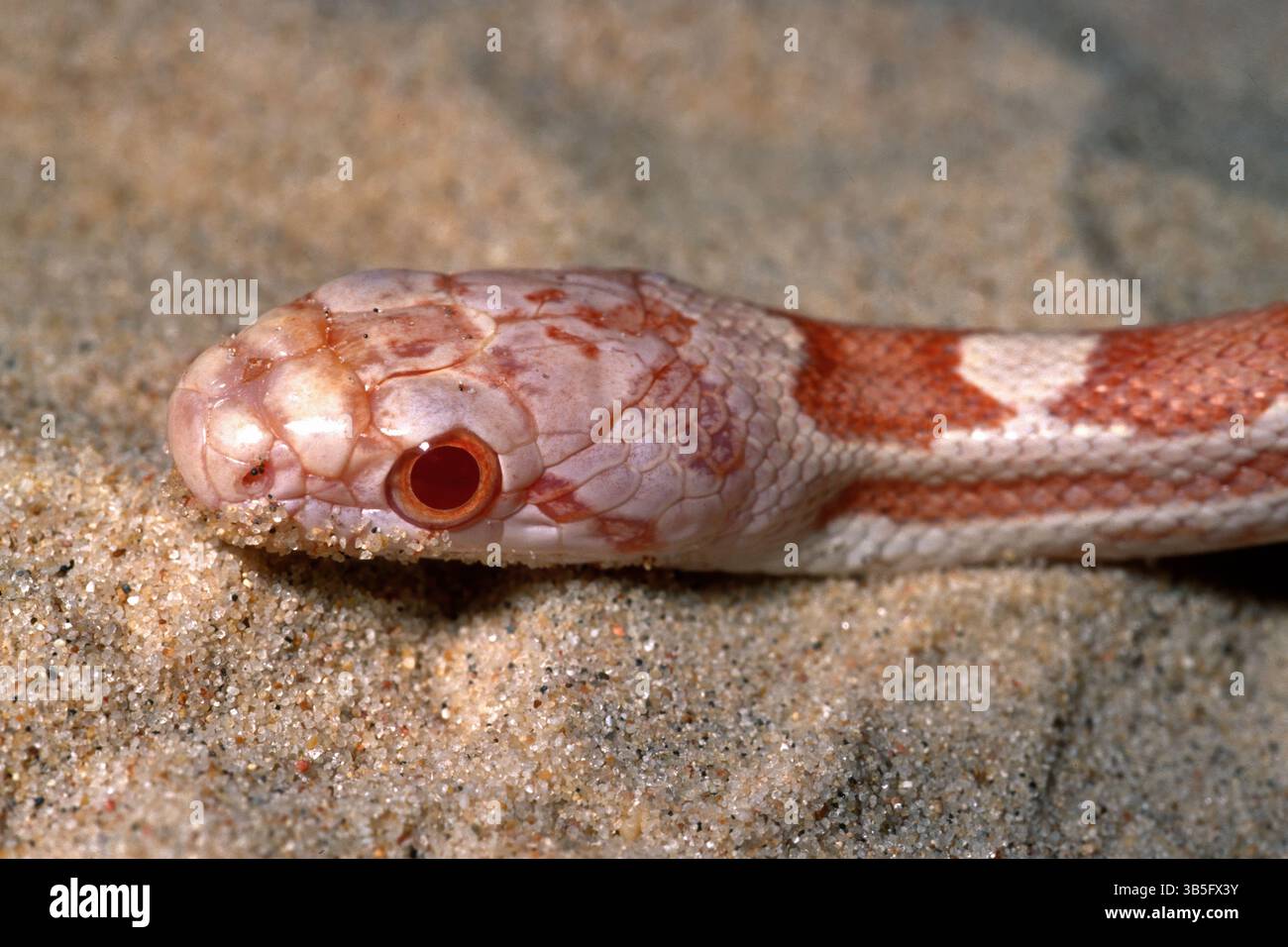 Westliche Rattenschlange, schwarze Rattenschlange, Pilotenschlange, Pantherophis obsoletus spilloides albino, Colubridae Stockfoto