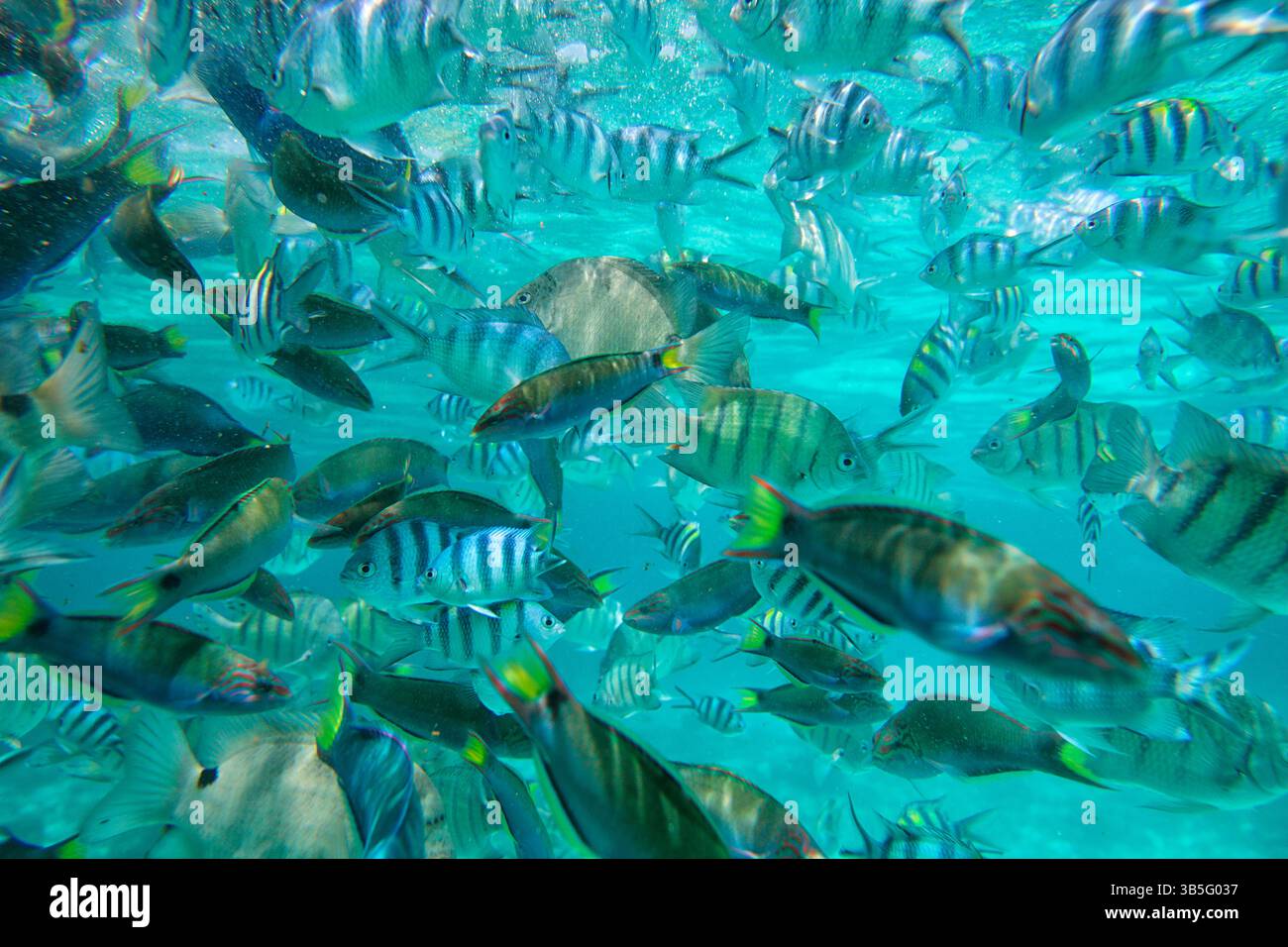 Gruppe von tropischen Fischen, die in Malaysia schwimmen Stockfoto
