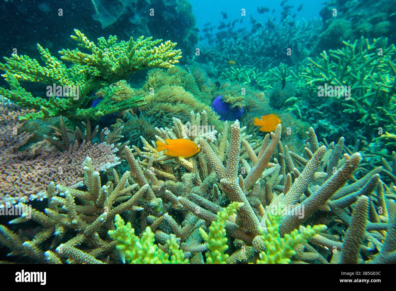 Korallenriff in Malaysia Stockfoto