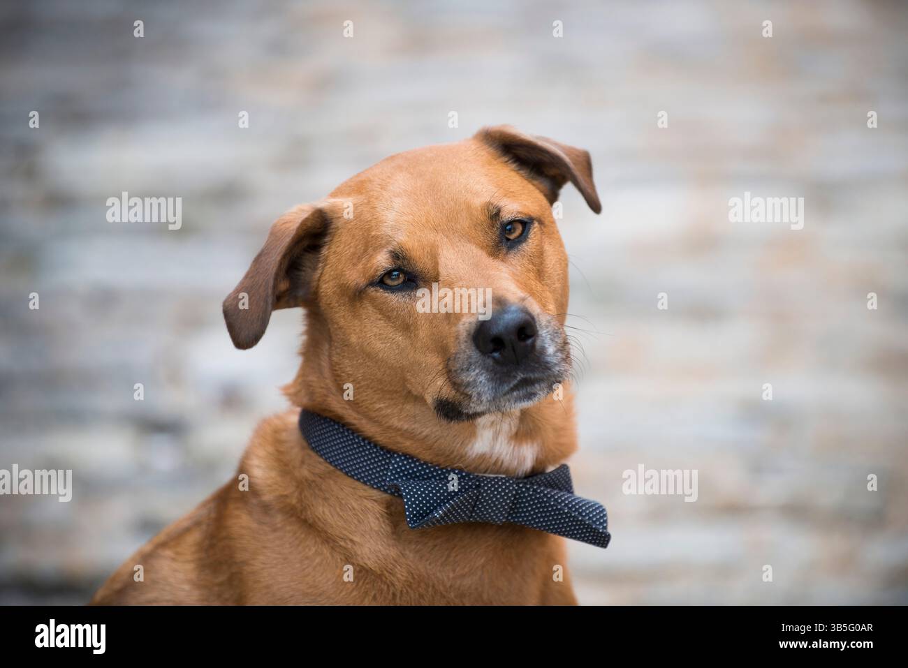 Eleganter Hund in einer Fliege mit Punktmuster Stockfoto