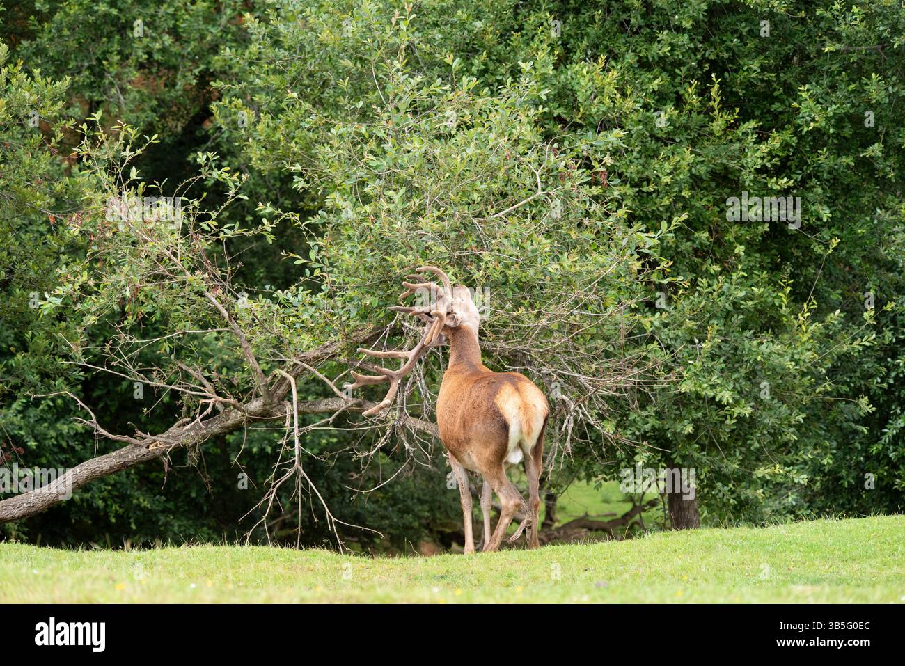 Hirsche mit großen Geweihen essen Stockfoto