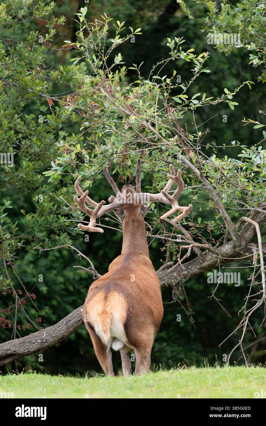 Hirsche mit großen Geweihen essen Stockfoto