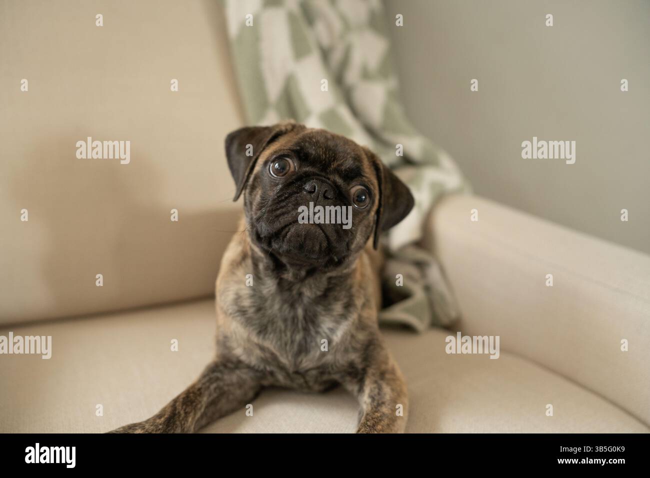 Brindle Pug Hündchen neigt den Kopf, während er auf beigefarbenem Stuhl sitzt. Stockfoto