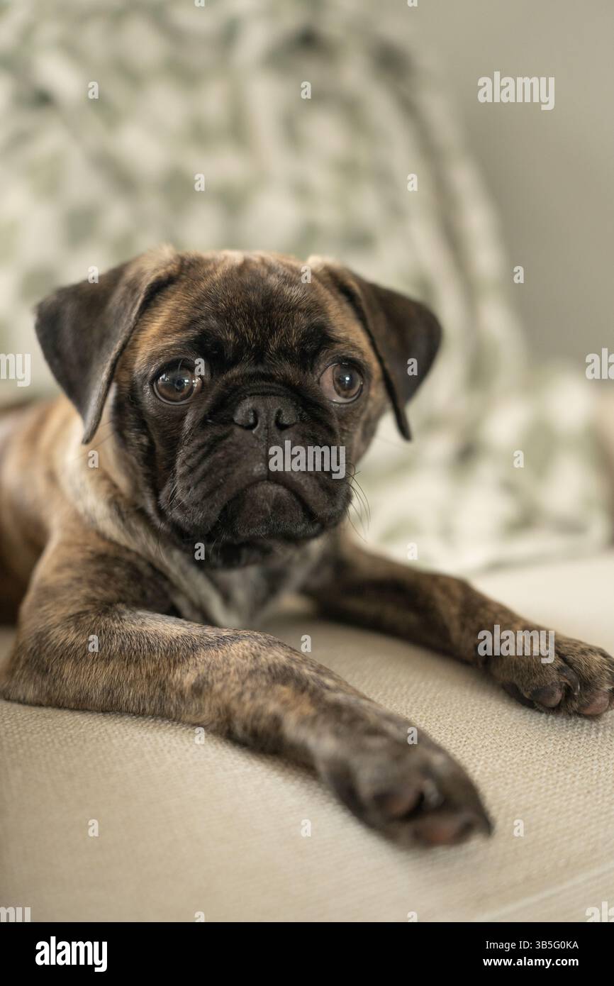 Brindle Pug Hündchen liegend auf einem leichten Stoffsofa drinnen Stockfoto