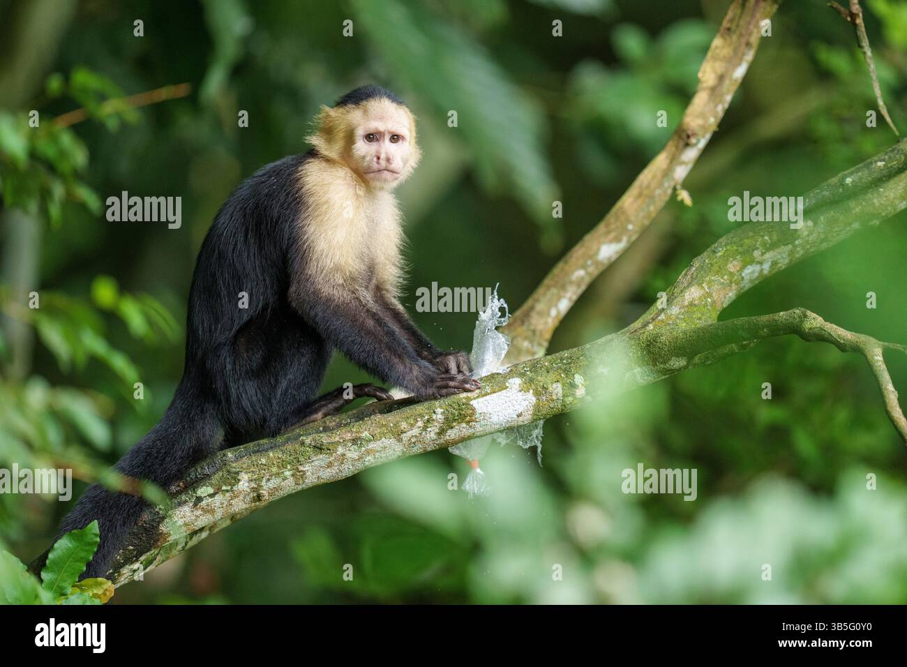 Weißgesichter Kapuzineraffe auf einem tropischen Baum in einem Dens Stockfoto