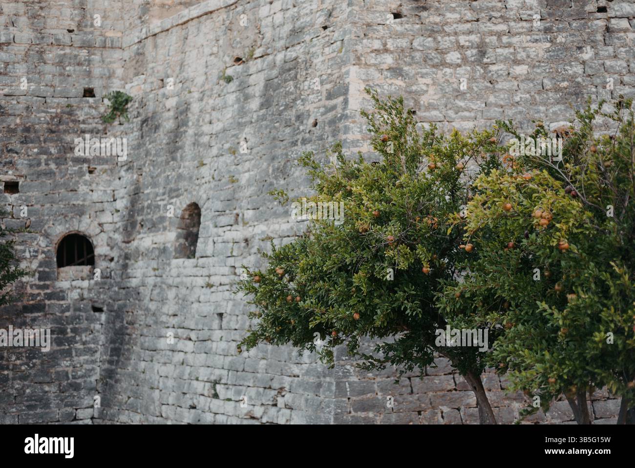 Granatapfelbaum und antike Mauer von Porto Palermo, Albanien Stockfoto