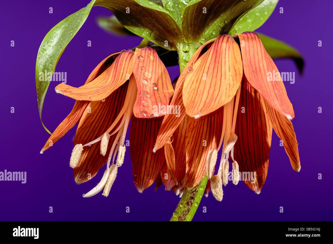 Elegantes Orange Fritillaria Imperialis auf Deep Purple Stockfoto