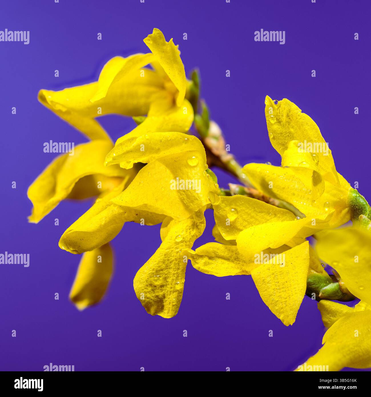 Leuchtende Forsythia-Blüten, die vor Frühlingssonnenlicht strotzen Stockfoto