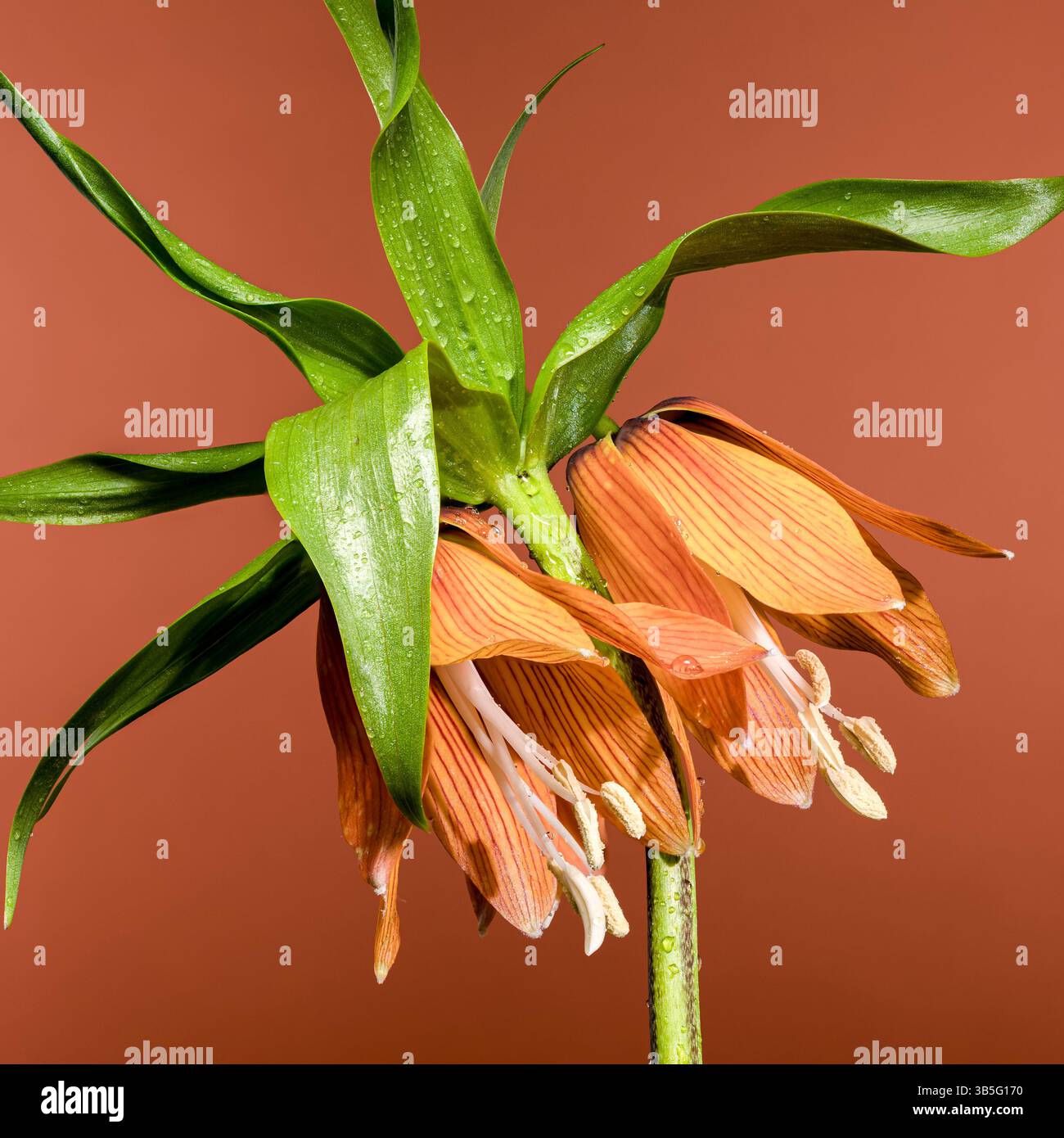 Leuchtendes Orange Fritillaria Bloom in warmem Braunton Stockfoto