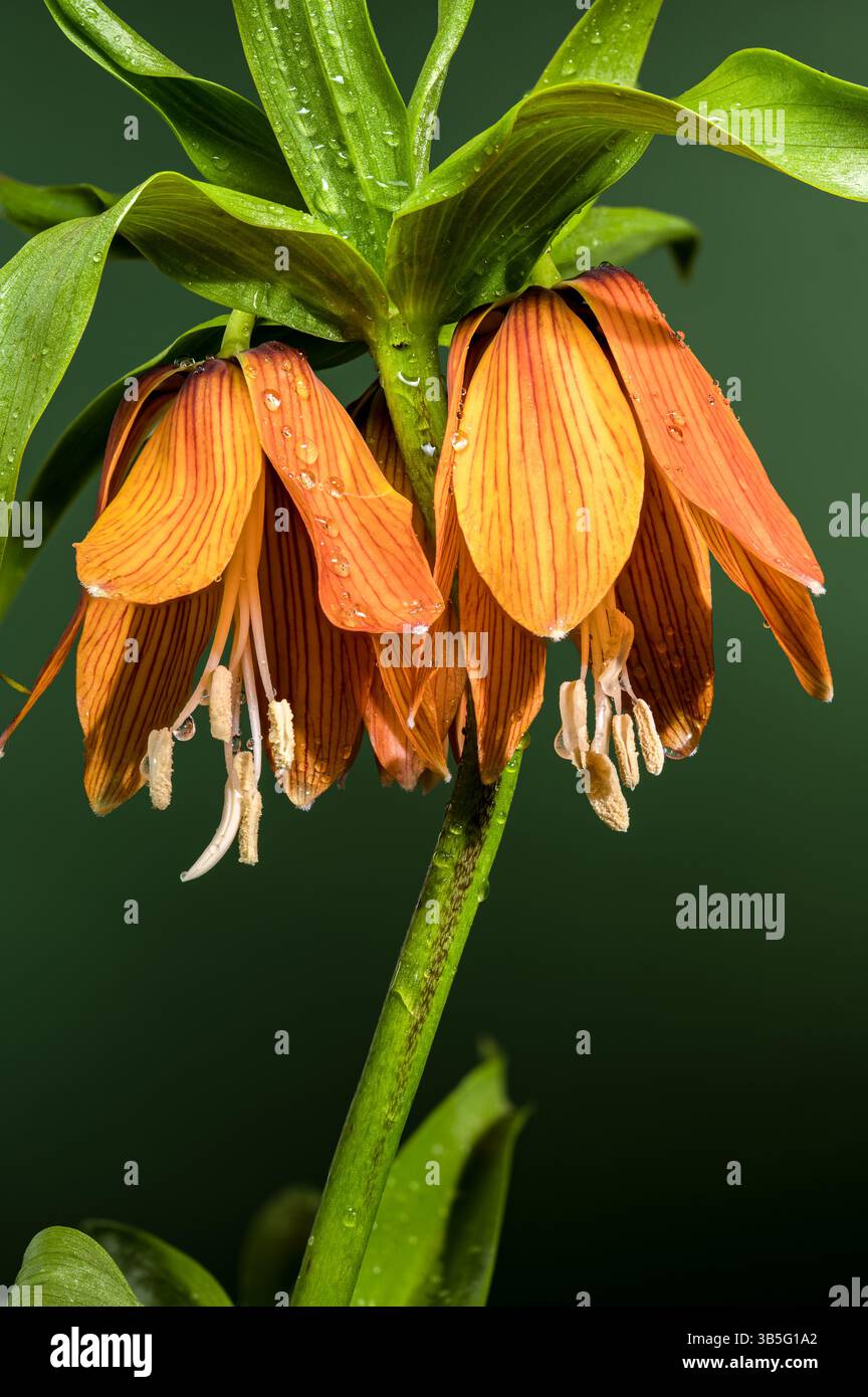 Markante Orangefarbene Kaiserblume Gegen Weiches Grün Stockfoto