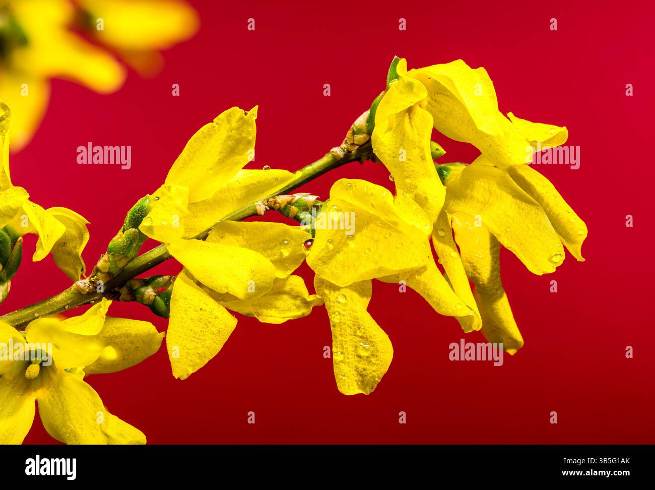Leuchtende Forsythia-Blüten, die vor Frühlingssonnenlicht strotzen Stockfoto