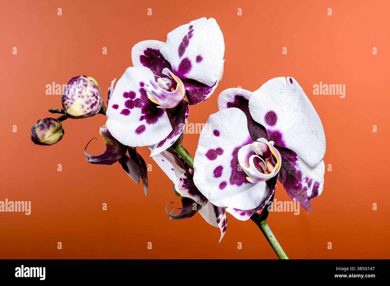 Elegante gepunktete Orchideenblüten vor leuchtendem Orange Hintergrund Stockfoto