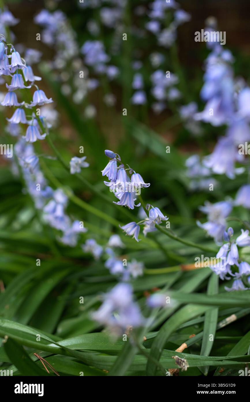 Blauglockenblumen auf einer Wiese. Grünes Laub Stockfoto
