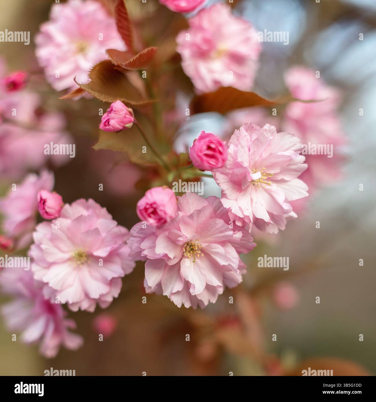 Nahaufnahme Makro Von Cherry Tree Pink Blossom Stockfoto