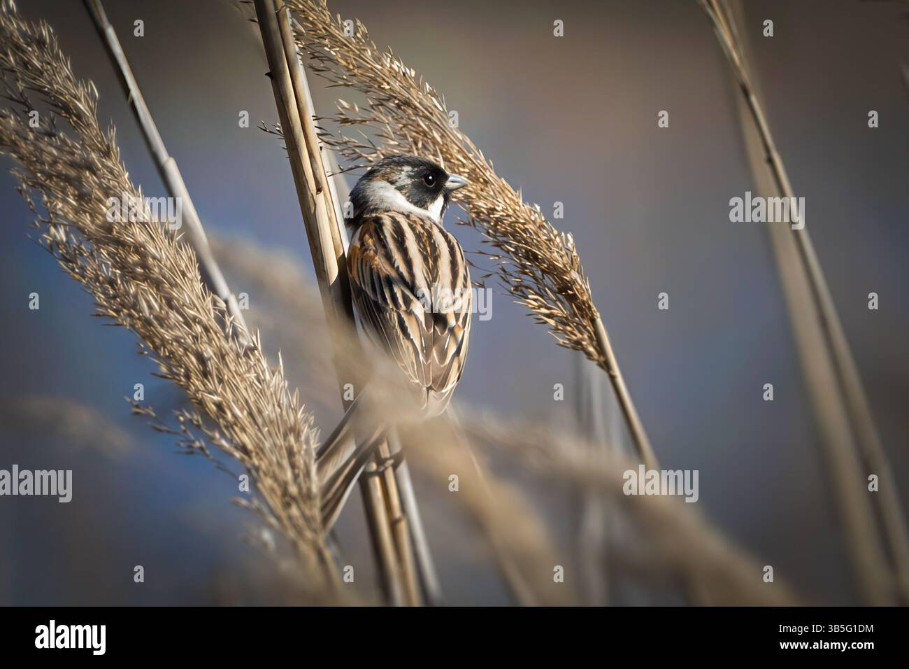 Männliche Schilfffahne zwischen Schilf – Feuchtvogel in sanftem Licht Stockfoto